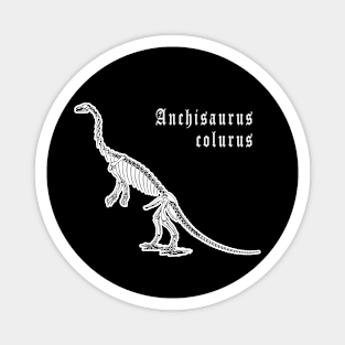 🦖 Fossil Skeleton of Anchisaurus colurus Dinosaur Species Magnet